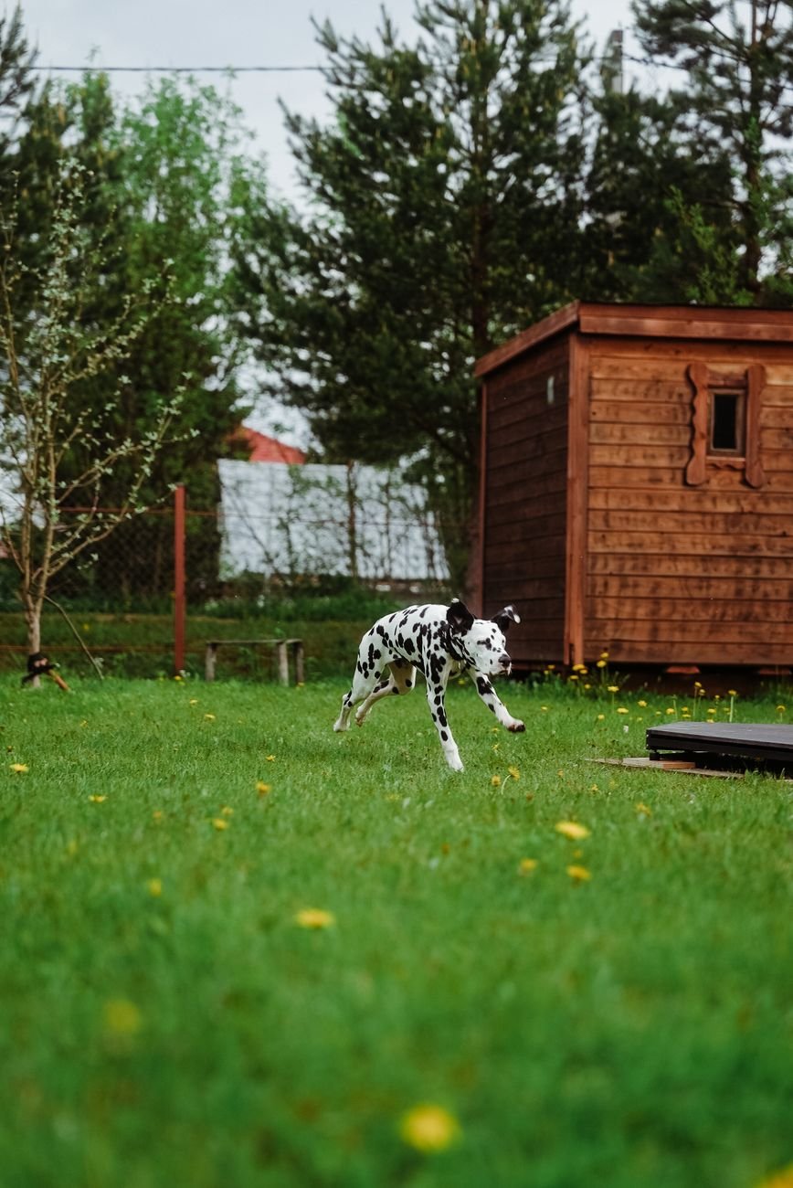 A dog running in the backyard chasing a toy