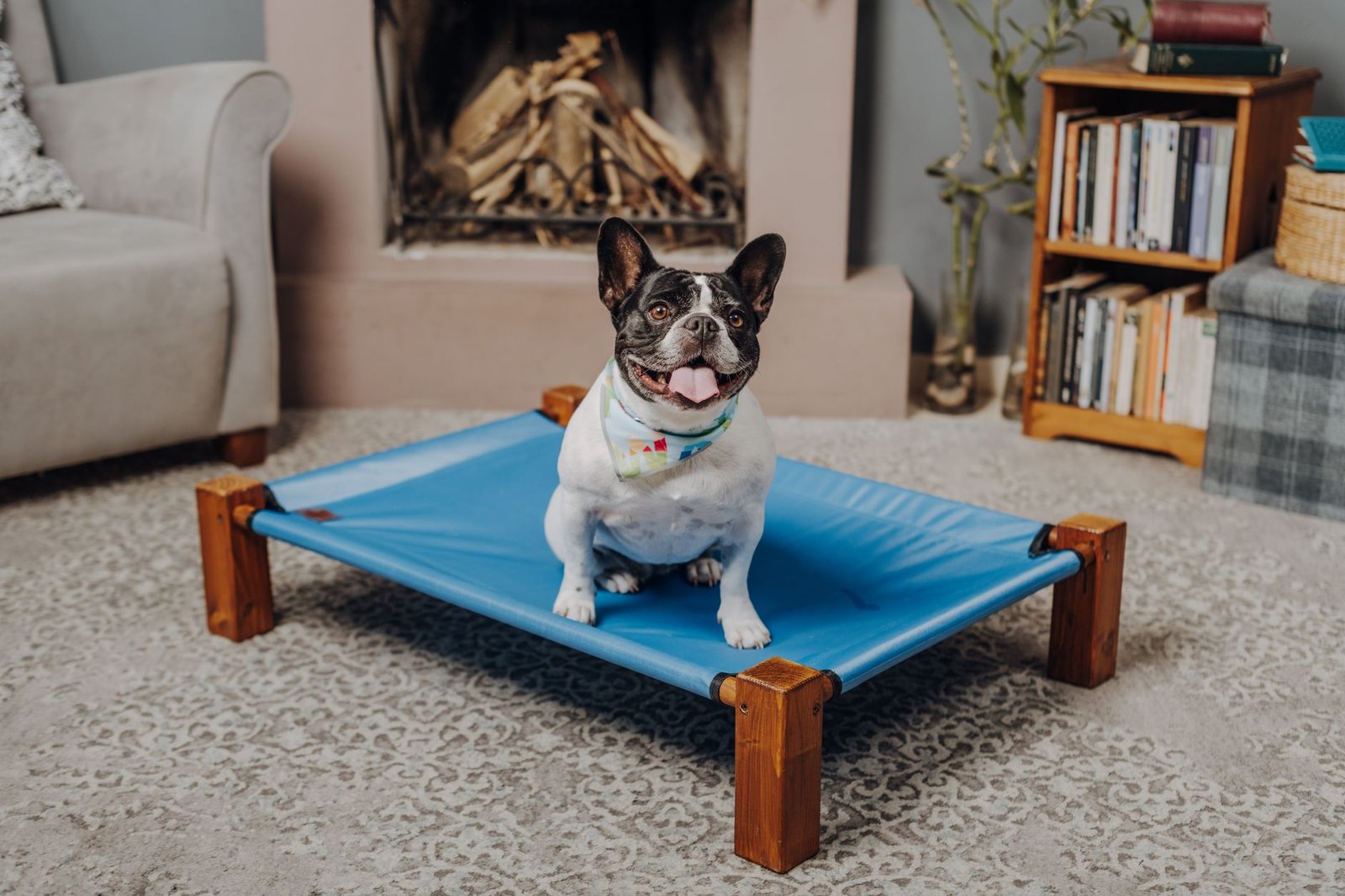 A dog resting on an elevated mesh cot bed outdoors in the shade