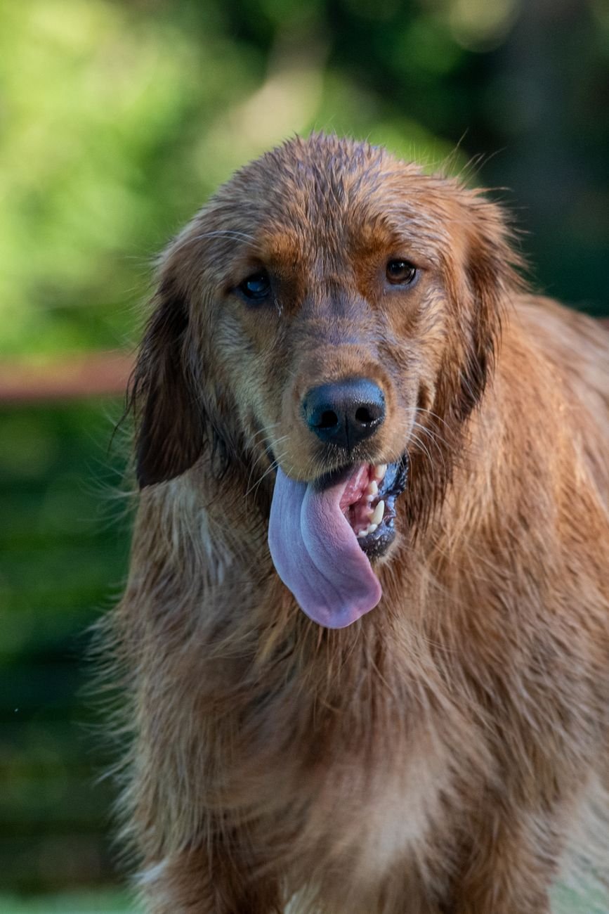 A dog panting on a hot summer day