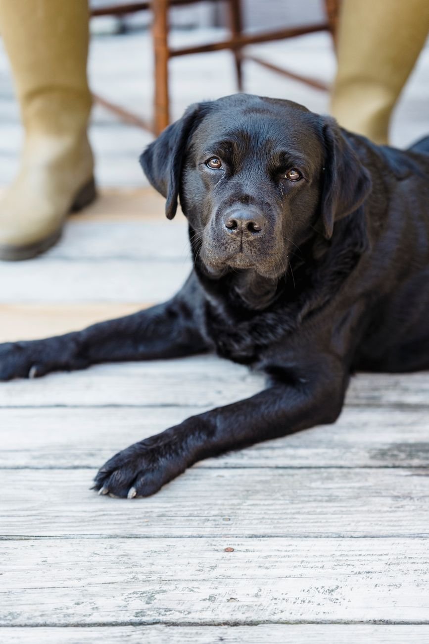 A dog lying on a deck or patio in the backyard