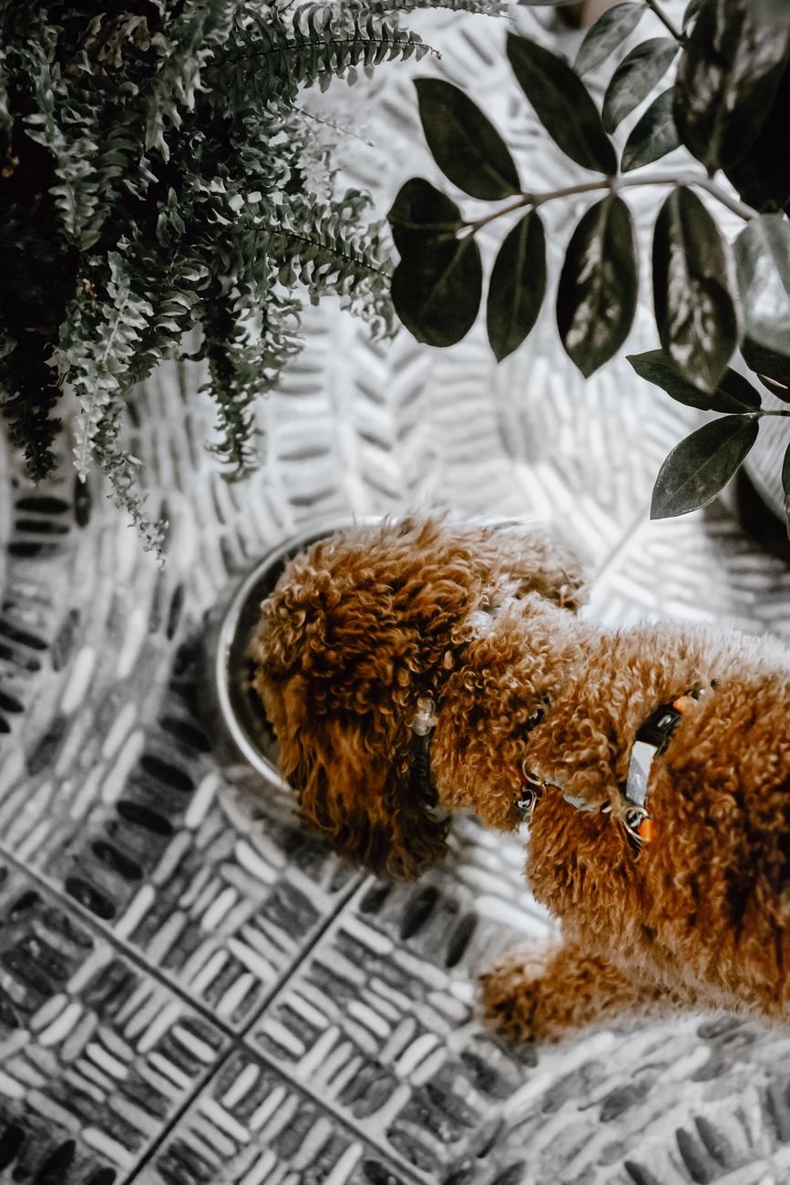 A dog drinking water from a bowl