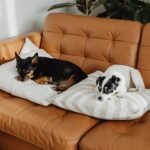 Dog Areas in the House: 15 Clever Dog Nook Ideas