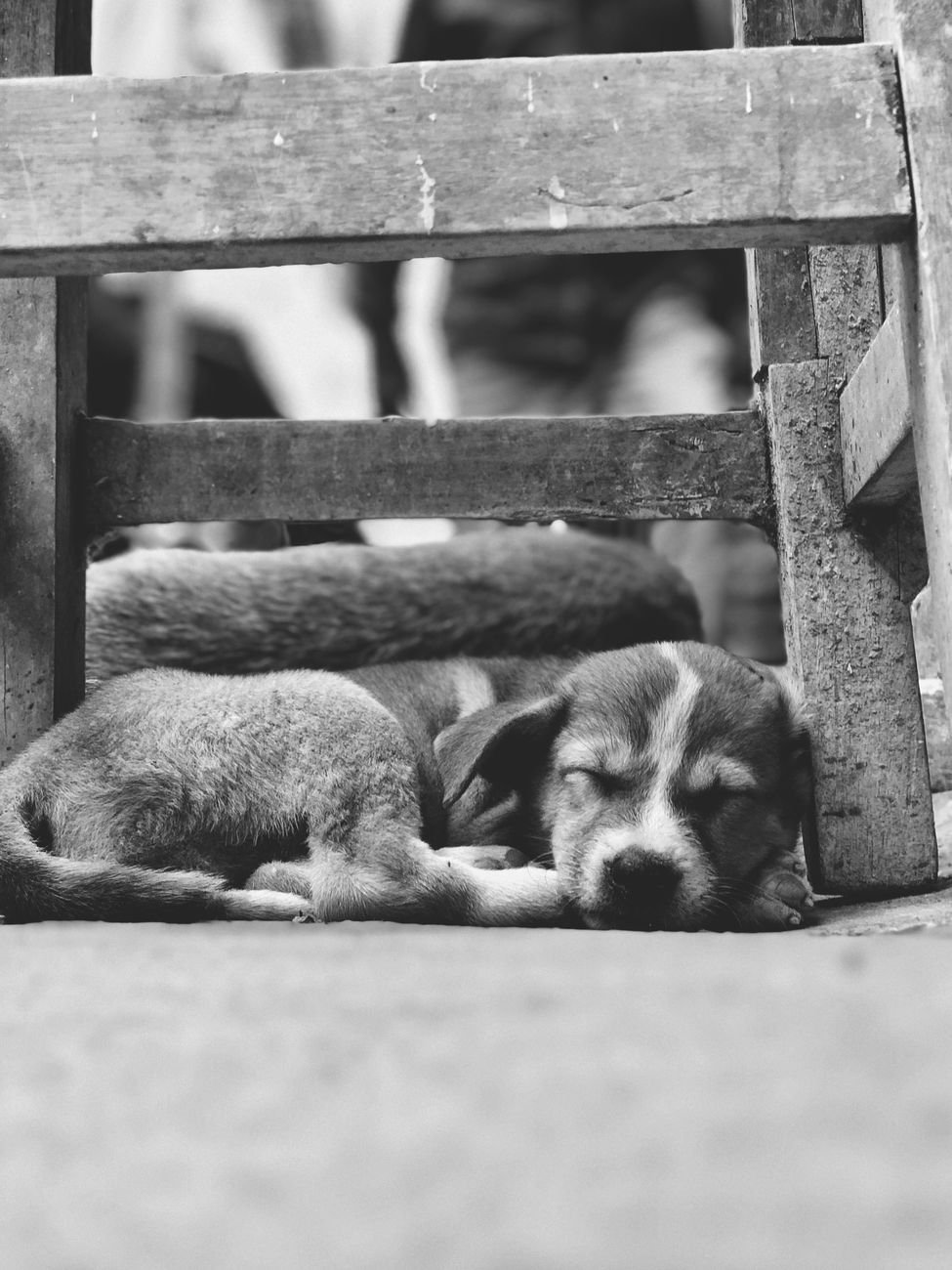 A dog lying on a bed under a staircase or in a small nook
