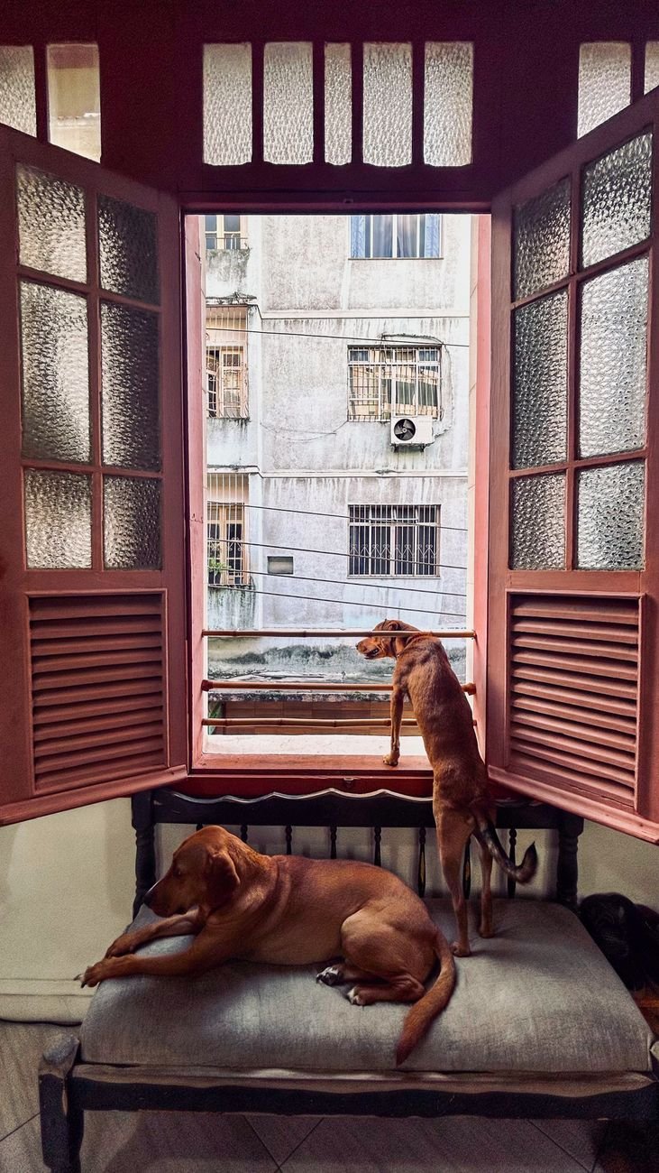 A dog sitting by a window seat looking outside