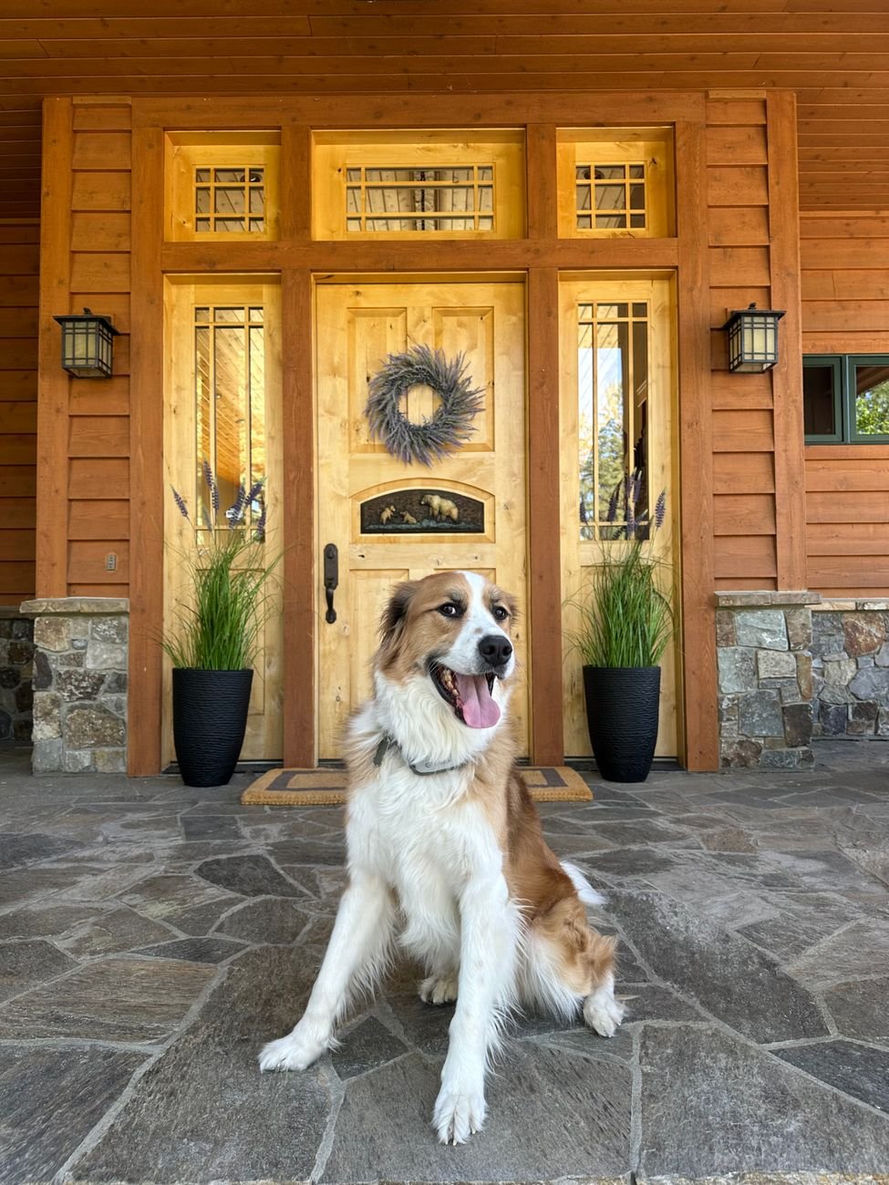 A dog waiting by the front door next to leashes and shoes