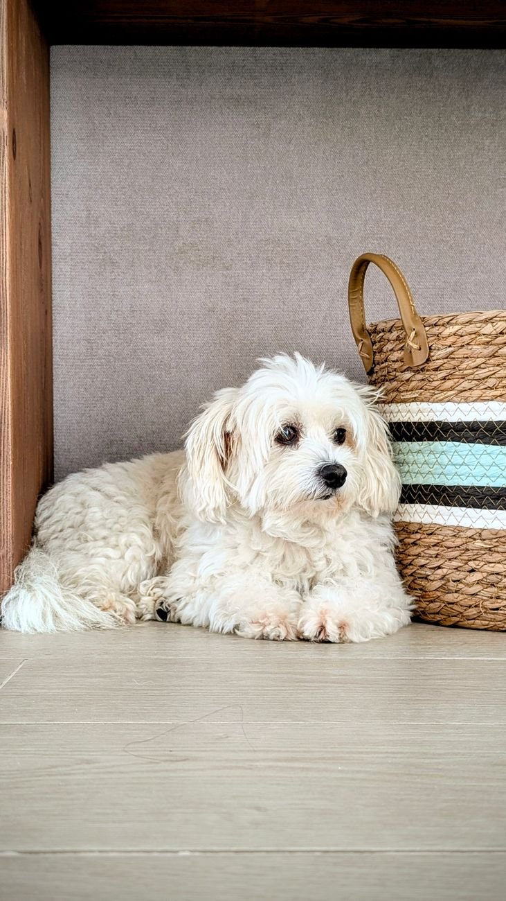 A small dog resting in a cozy corner nook