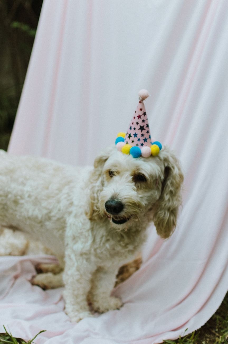 A dog wearing a birthday hat looking at a small cake