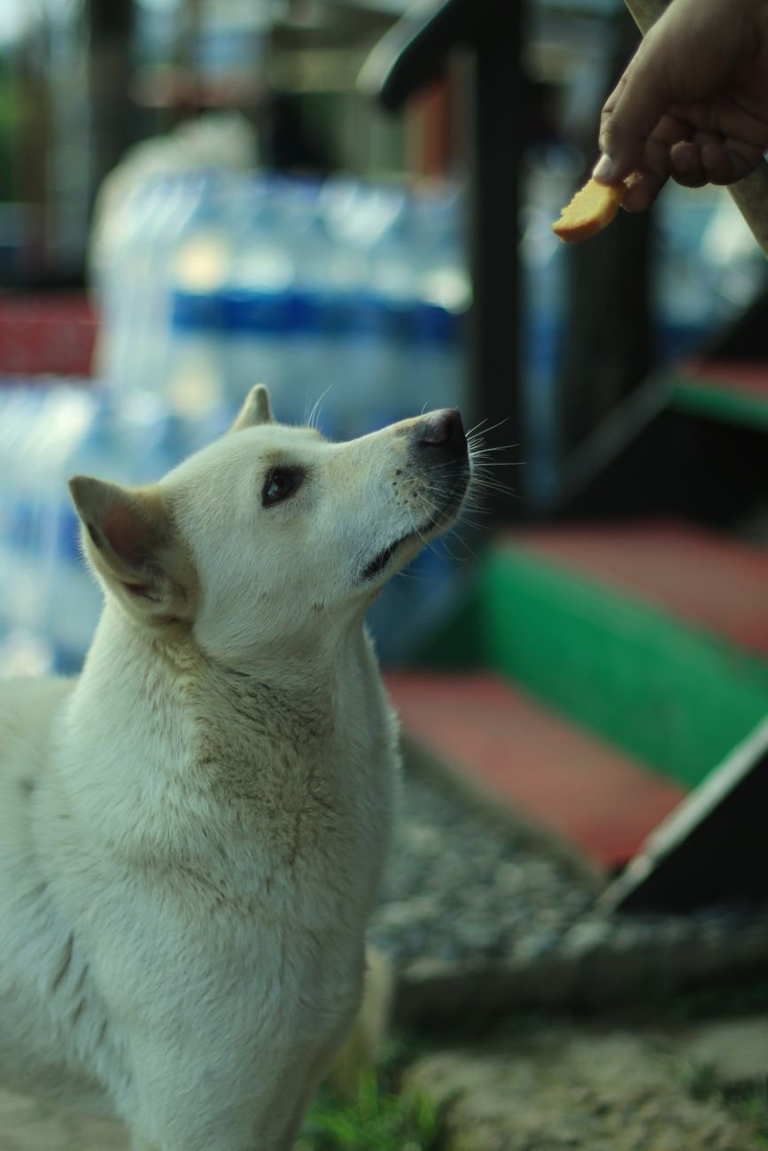 A dog sitting politely and waiting for a treat