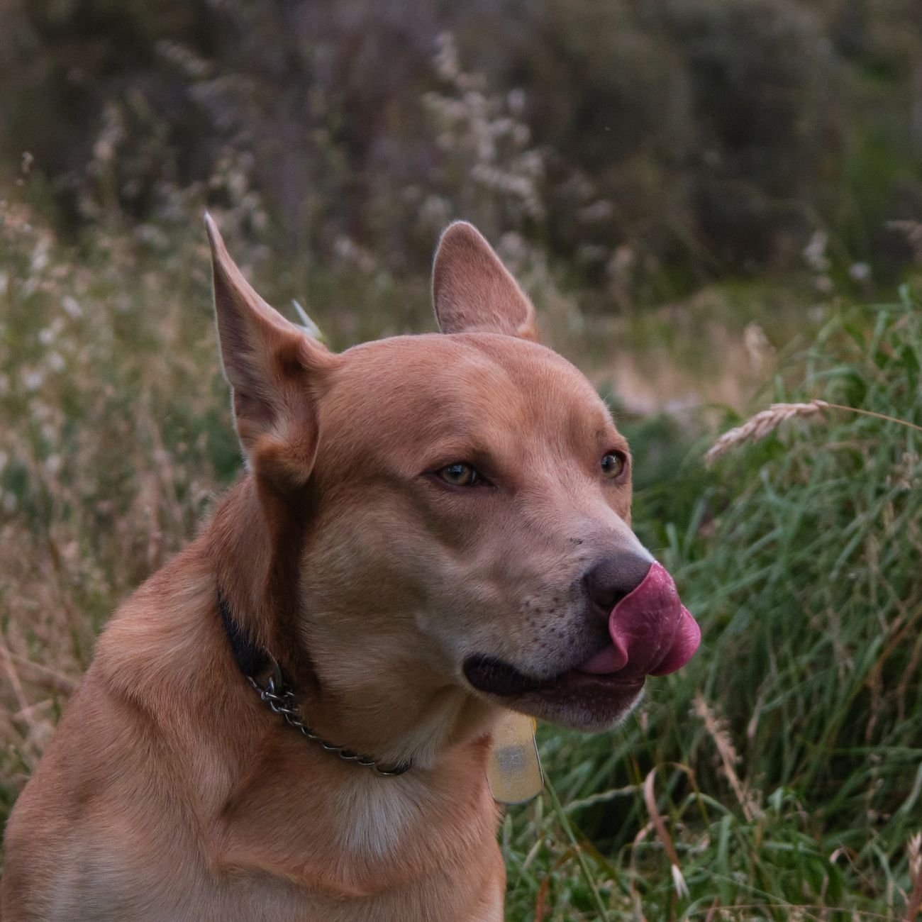 A small dog licking its nose after eating a treat