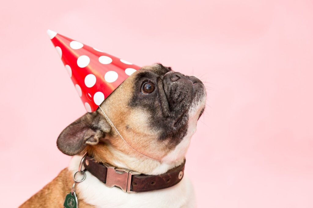 Dog Birthday Party Ideas: A Safe, Fun Pawty Plan