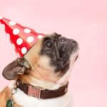 Dog Birthday Party Ideas: A Safe, Fun Pawty Plan