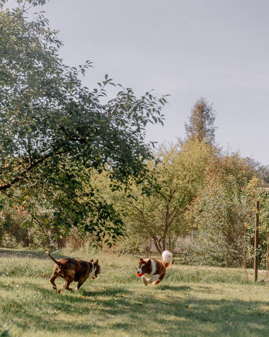 Two friendly dogs playing together in a backyard
