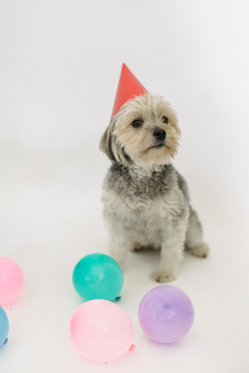A dog in a party hat celebrating its birthday