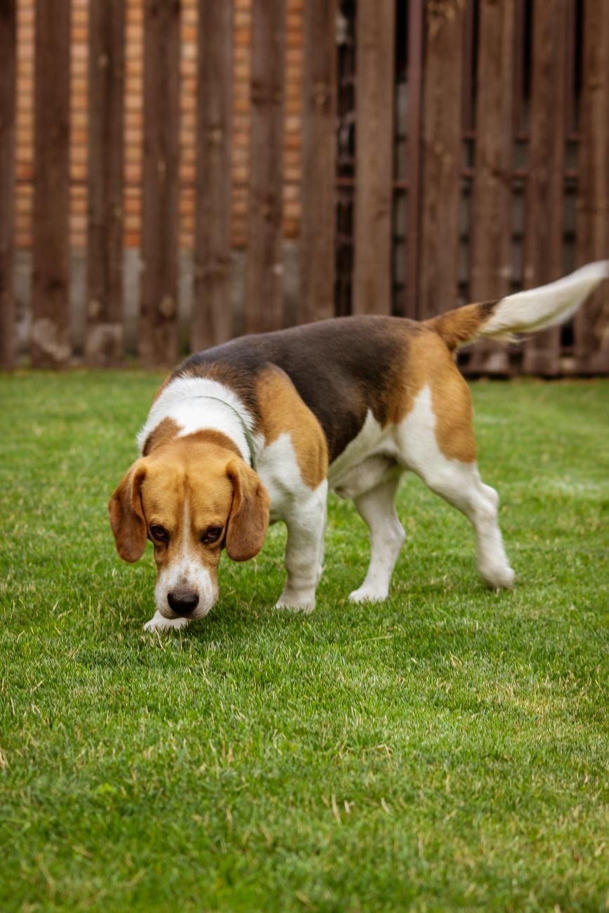 A dog sniffing the grass during a treat hunt
