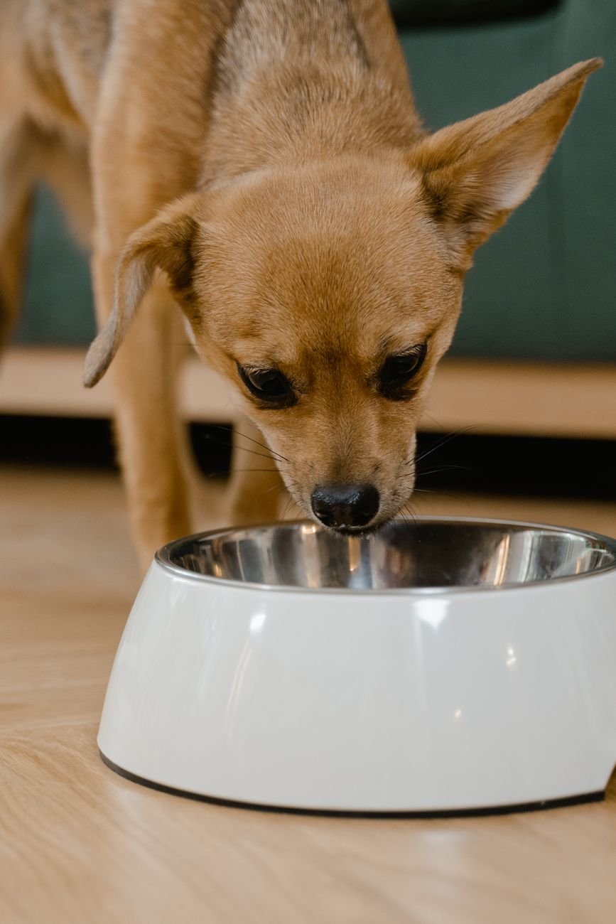 A dog drinking from a water bowl