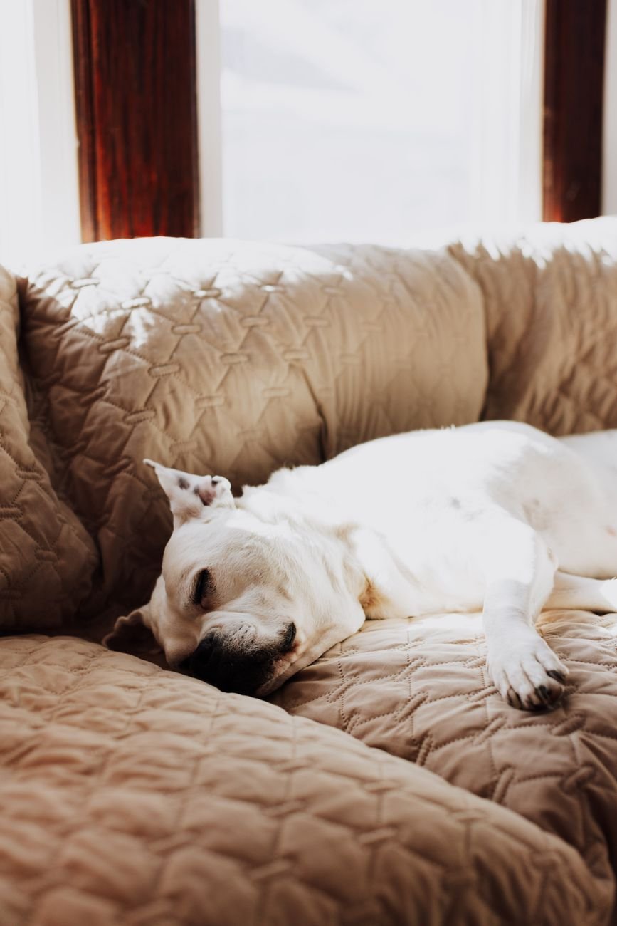 A tired dog napping after a busy day
