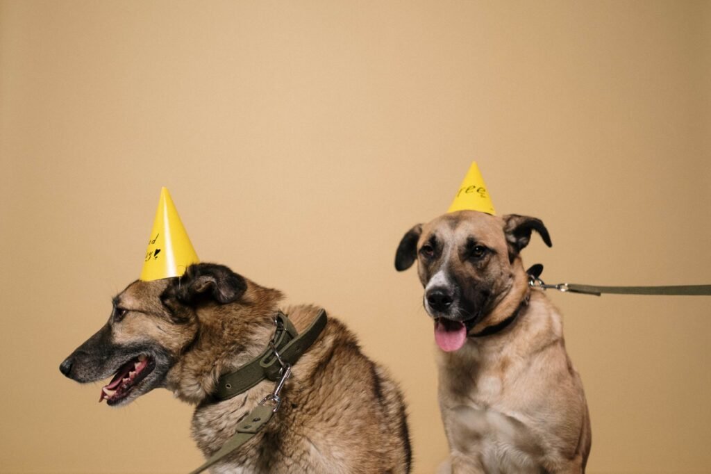 Dog Birthday Photoshoot Ideas at Home
