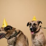 Dog Birthday Photoshoot Ideas at Home