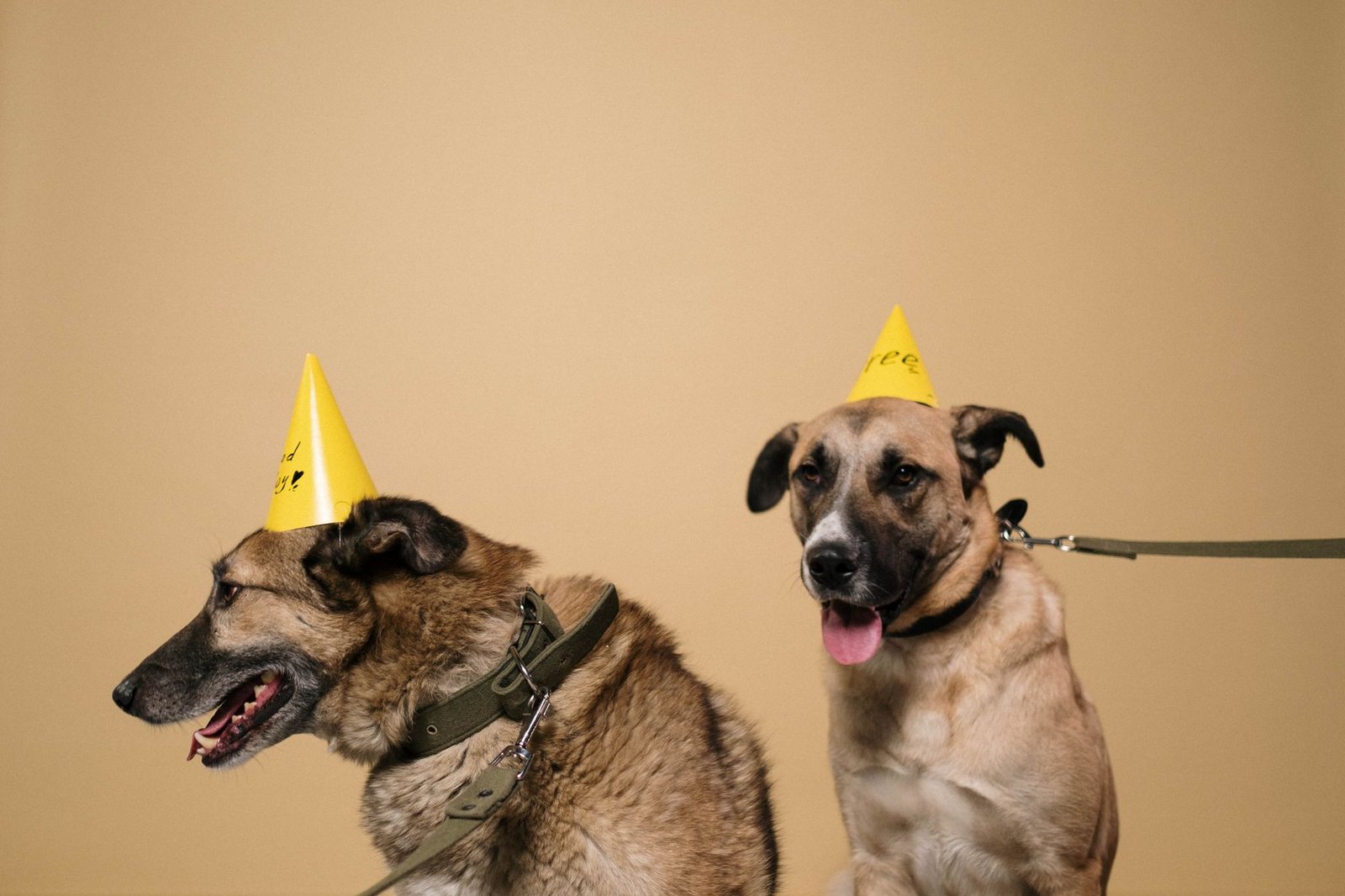 A happy dog in a party hat celebrating a birthday at home