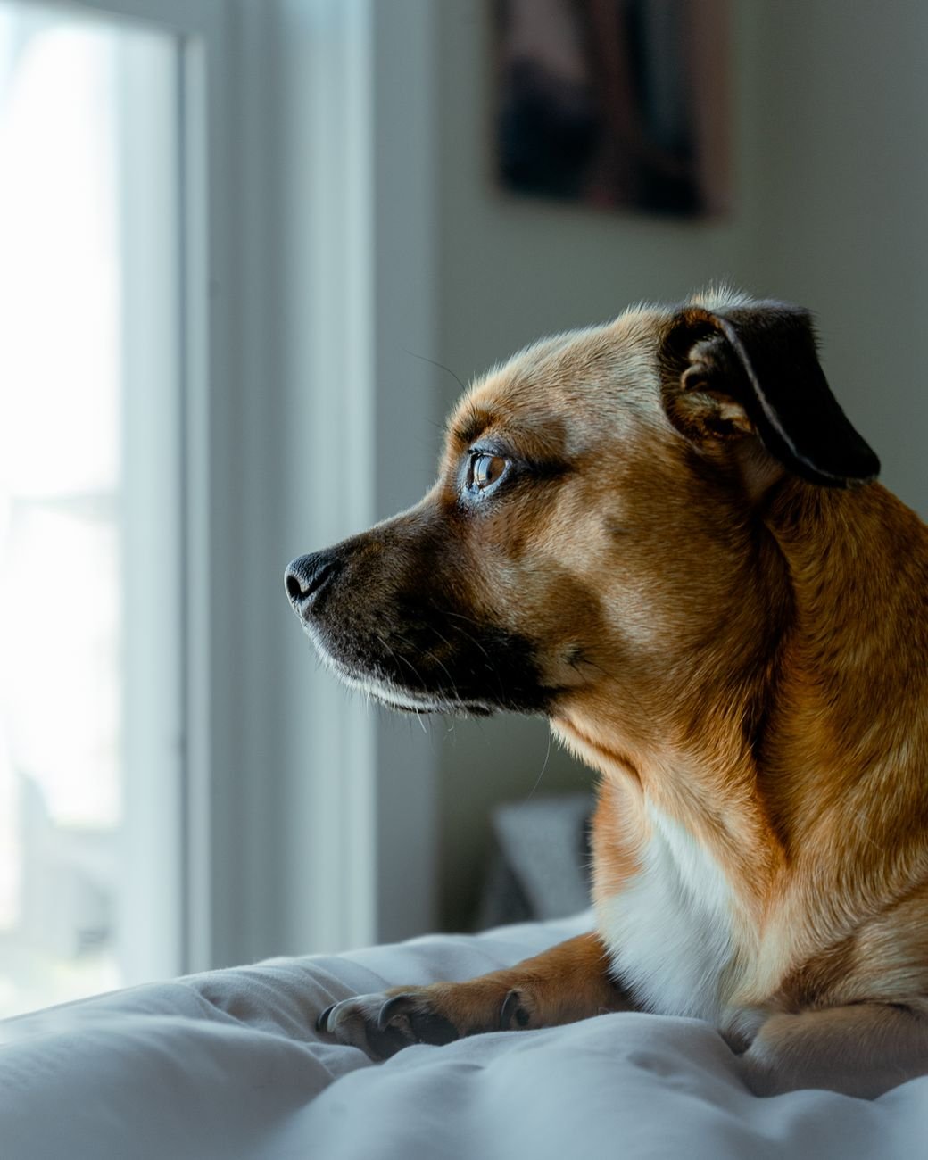 A dog sitting by a window in soft natural light