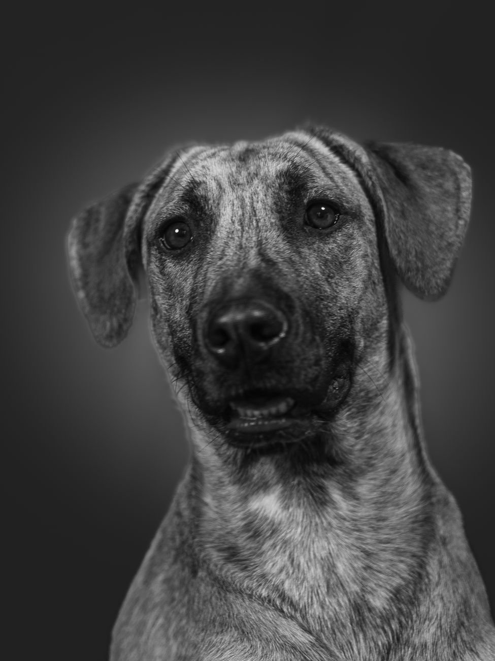 A dog posing in front of a simple backdrop