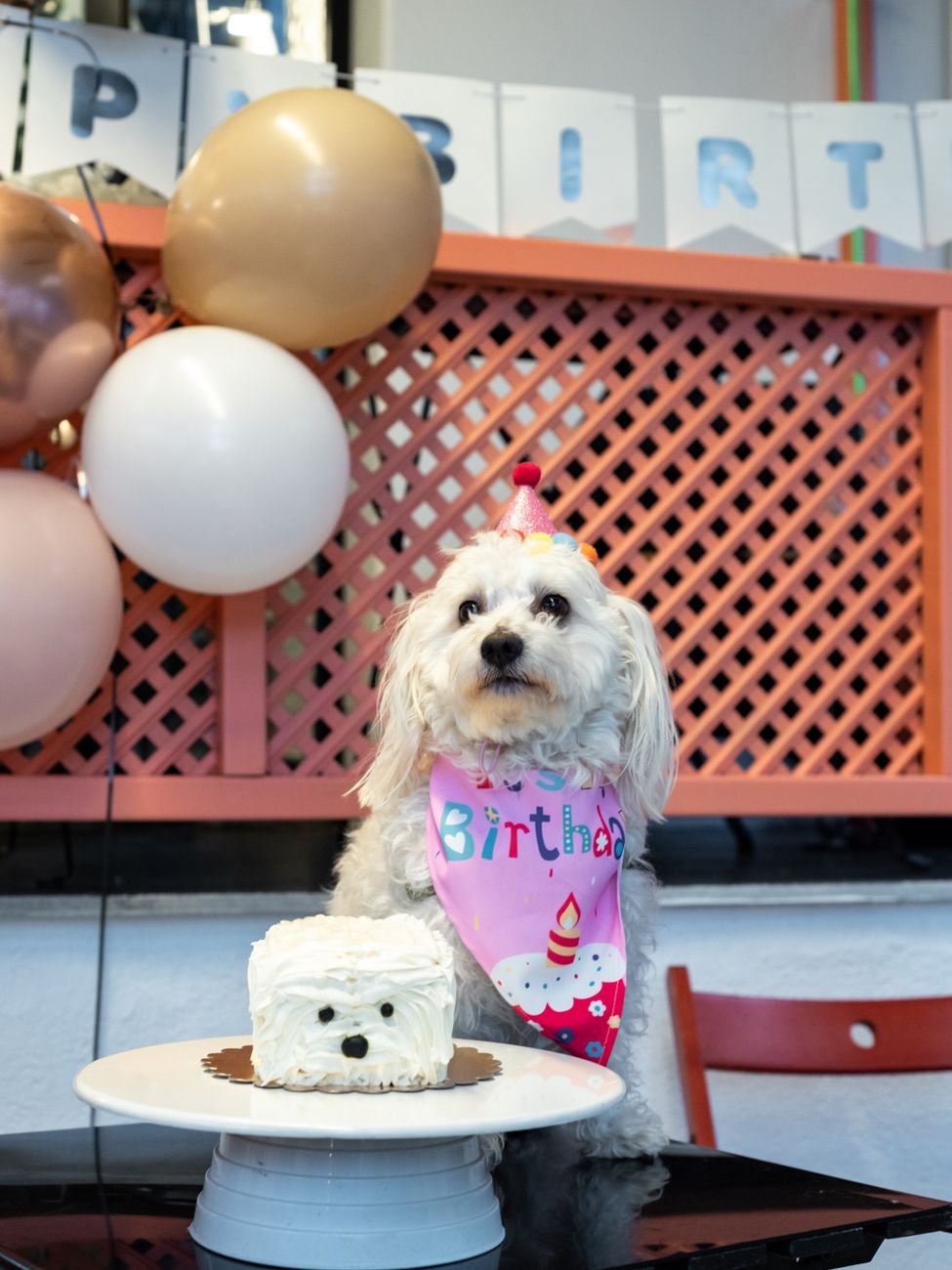 A small dog with a white birthday cake