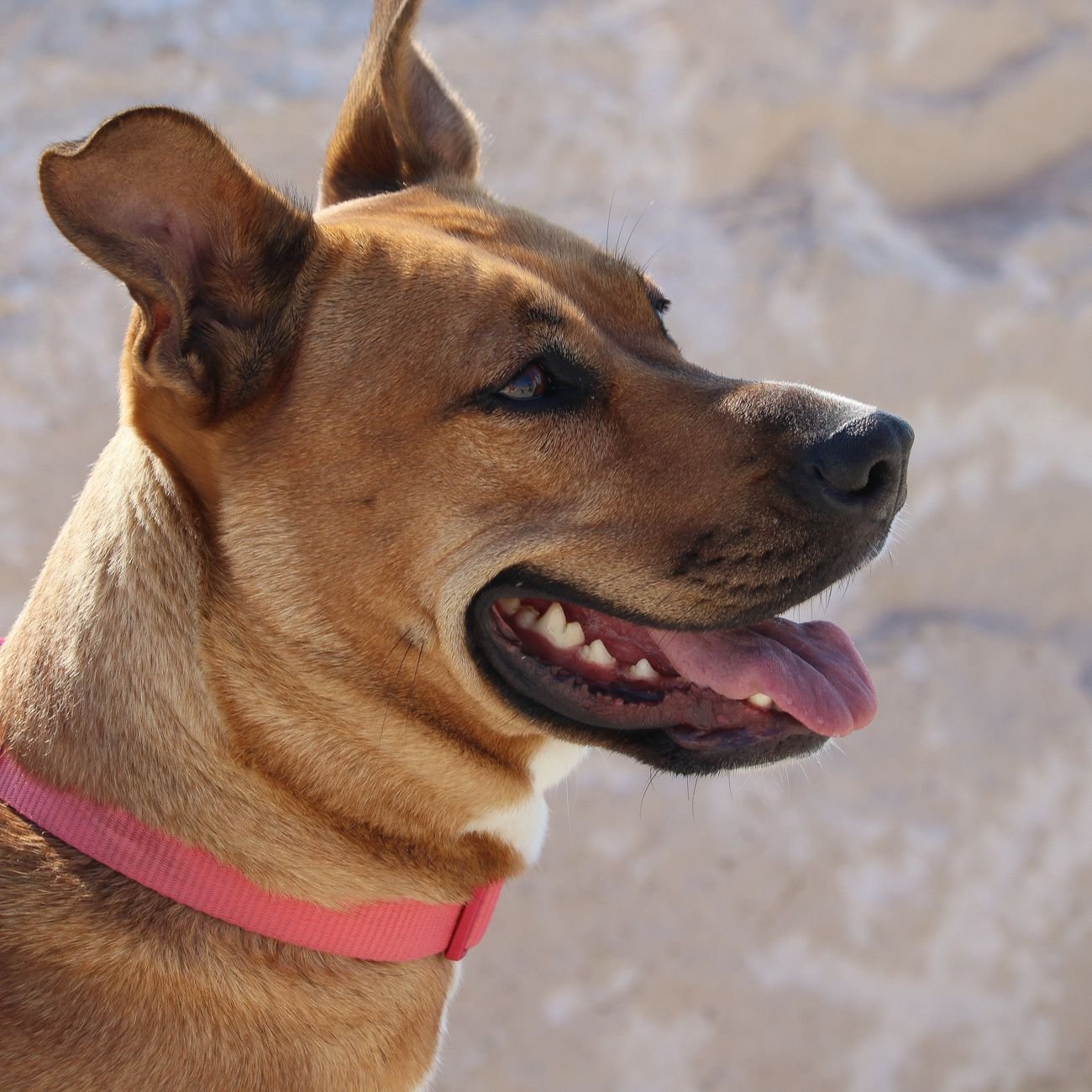 A dog wearing a bandana and smiling