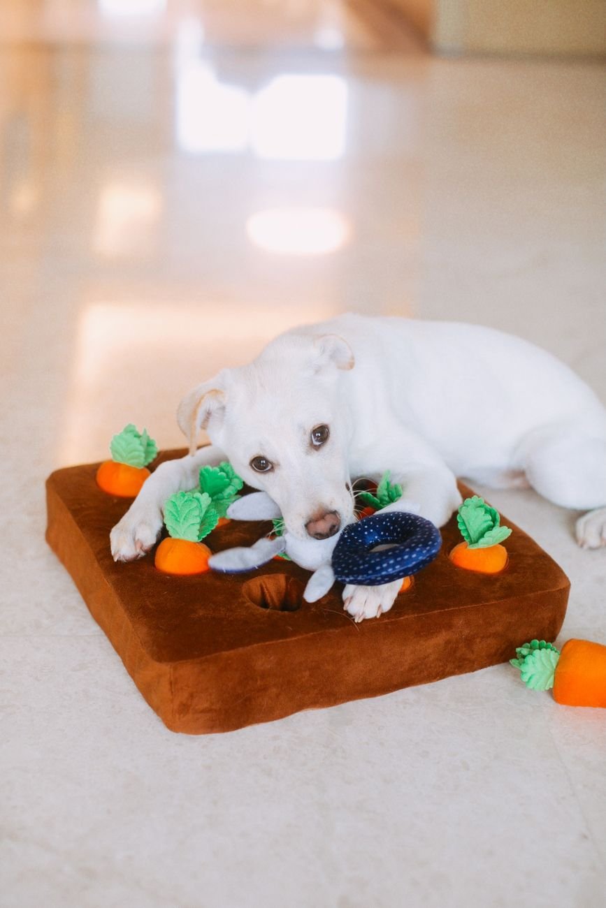 A dog playing with a new toy