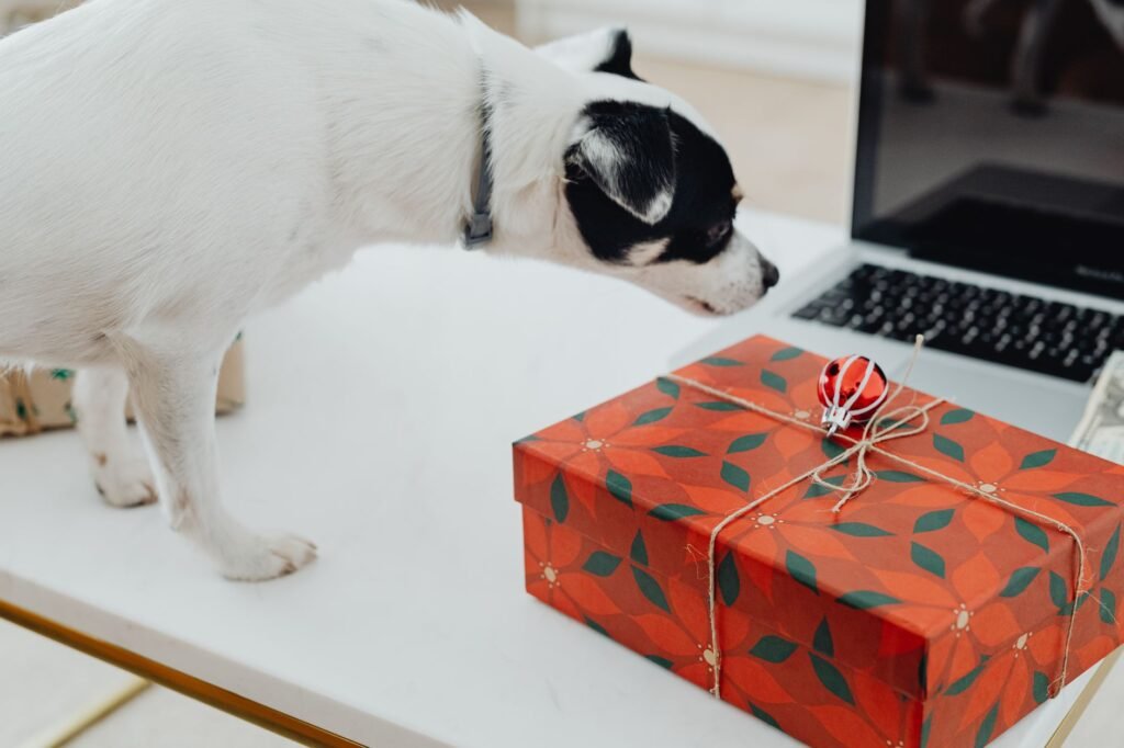 Dog Christmas Gifts: Practical Ideas Dogs and Owners Love