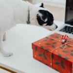 Dog Christmas Gifts: Practical Ideas Dogs and Owners Love