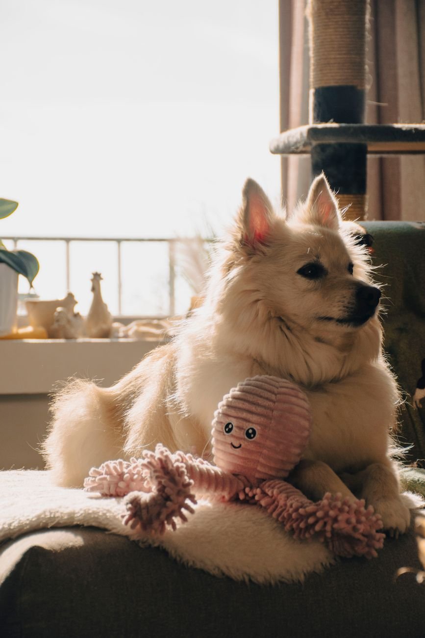A dog relaxing with a new plush toy