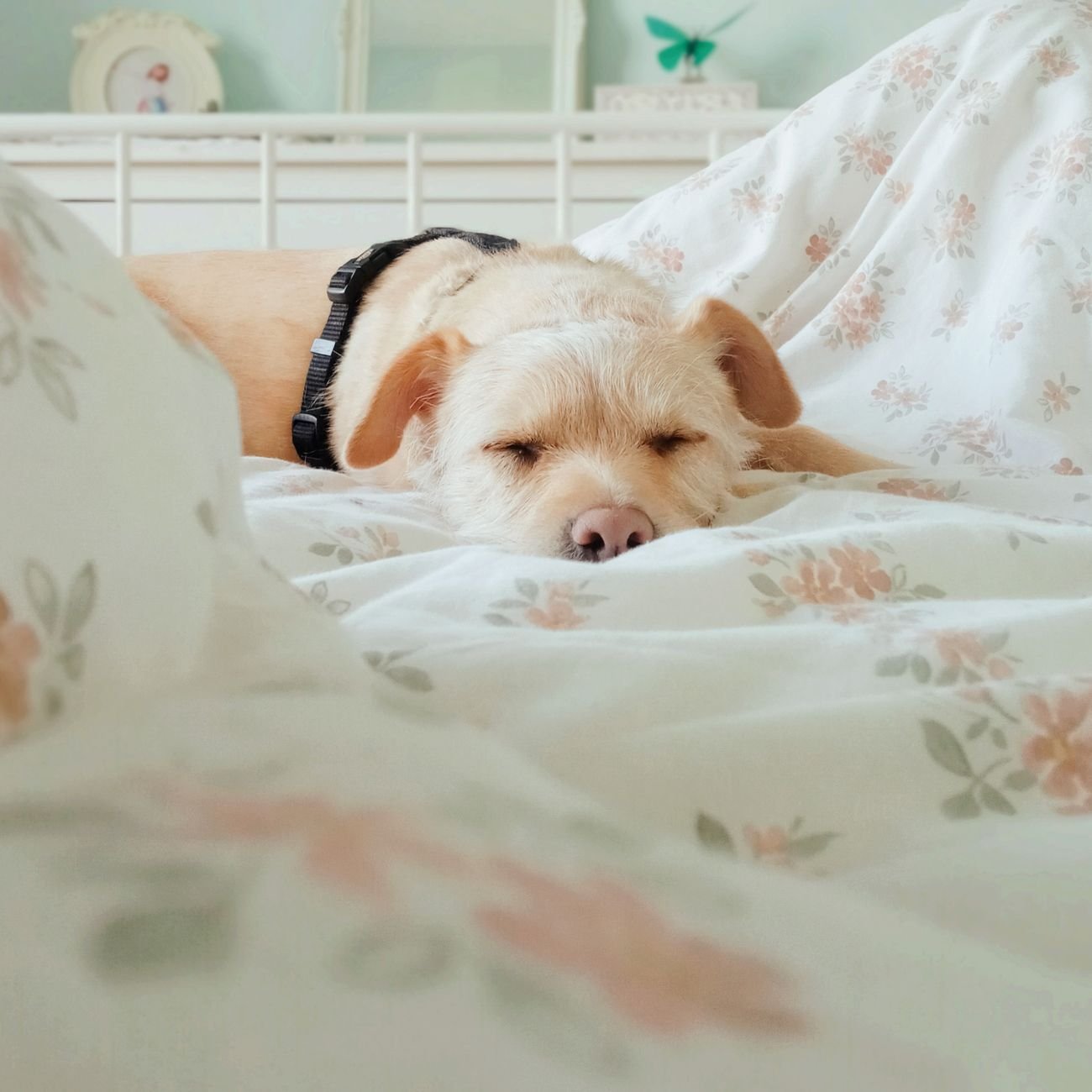 A dog sleeping on a thick, comfortable bed
