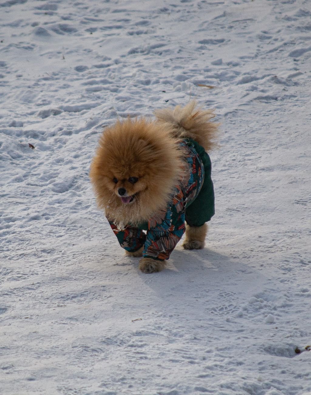 A dog wearing a warm winter coat in the snow