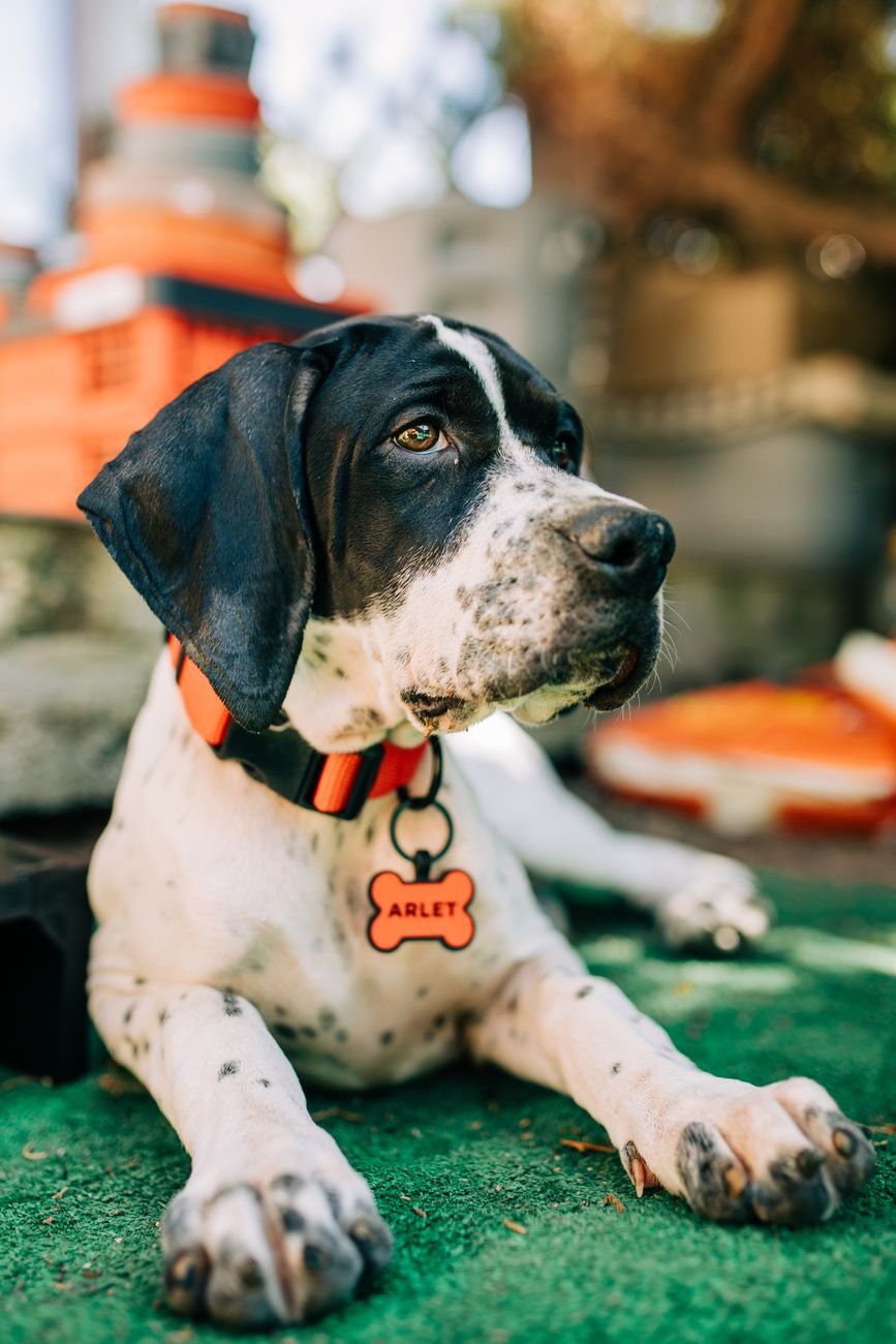 A dog wearing a collar with an ID tag, close up