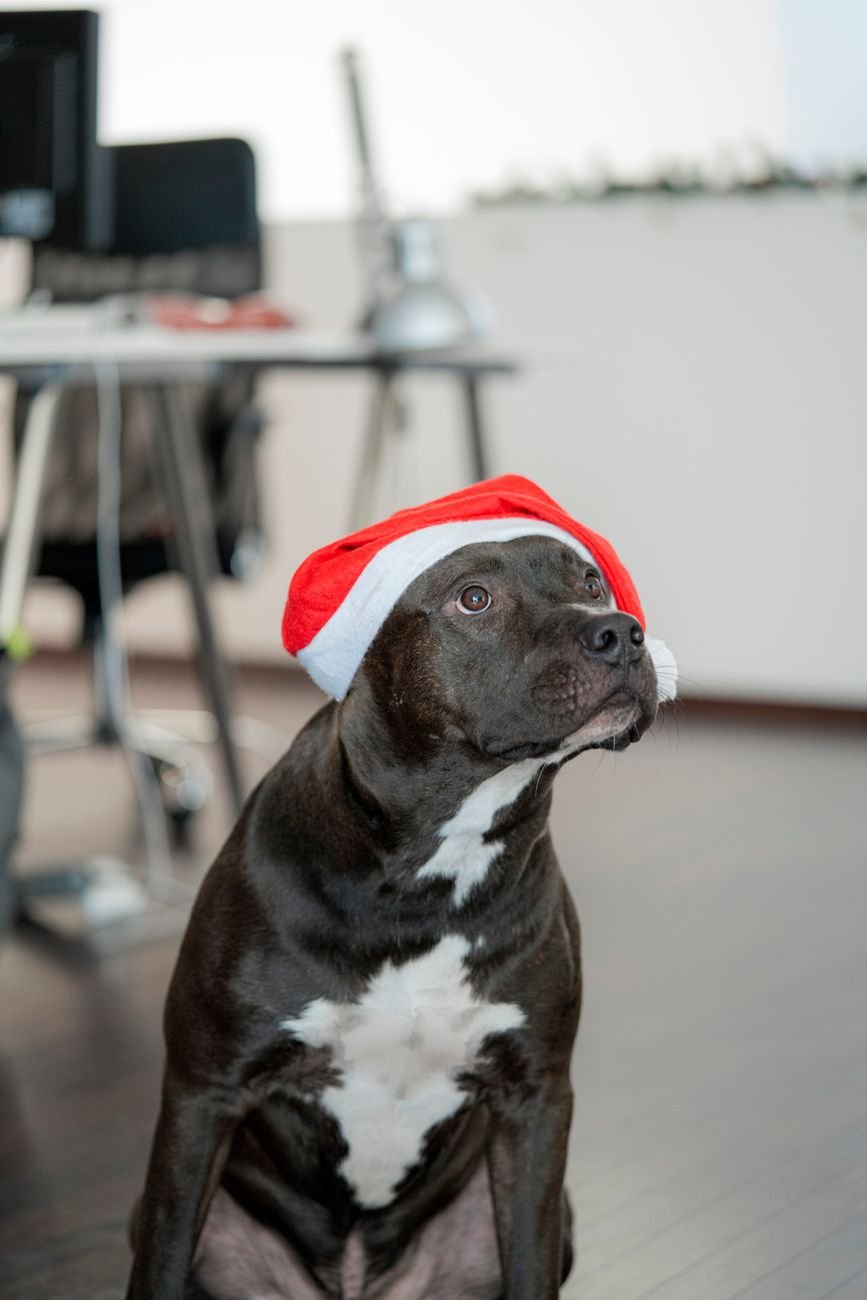 A dog wearing a Santa hat at home