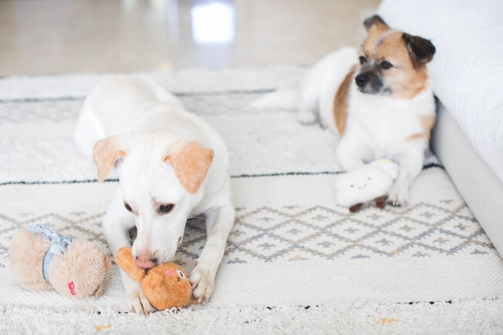Dog Enrichment Ideas: 30 Ways to Tire Out Your Dog Indoors