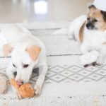 Dog Enrichment Ideas: 30 Ways to Tire Out Your Dog Indoors