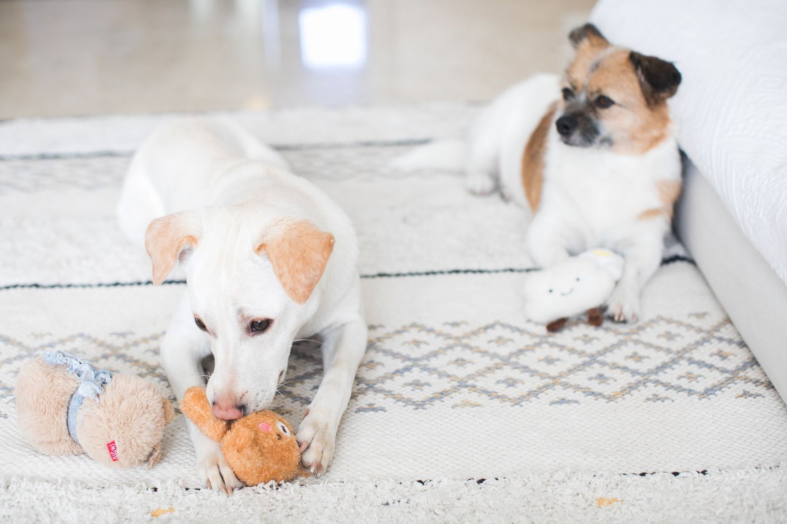 A dog playing with a puzzle toy on the living room floor