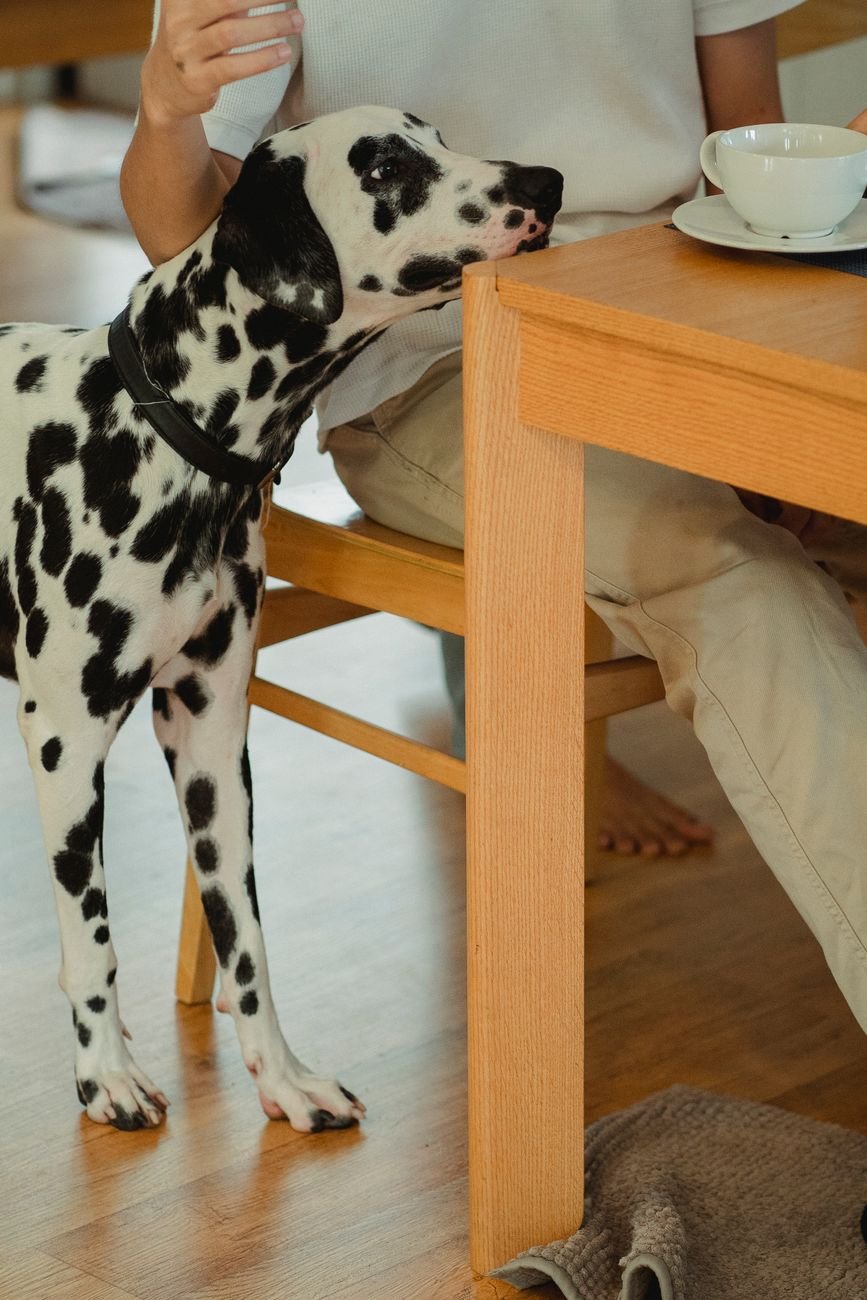 A dog sniffing around the floor indoors
