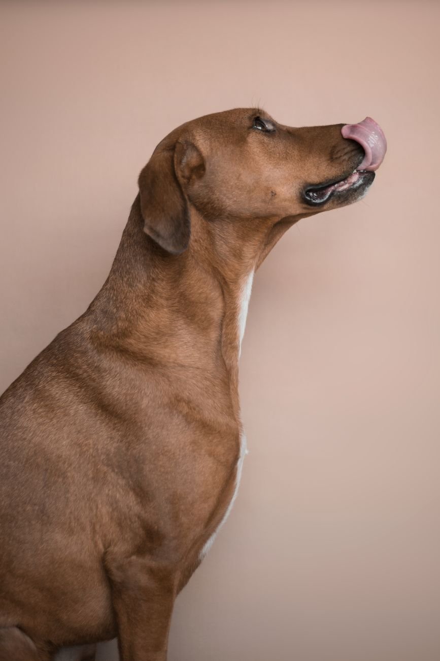 A dog licking food from a toy or mat