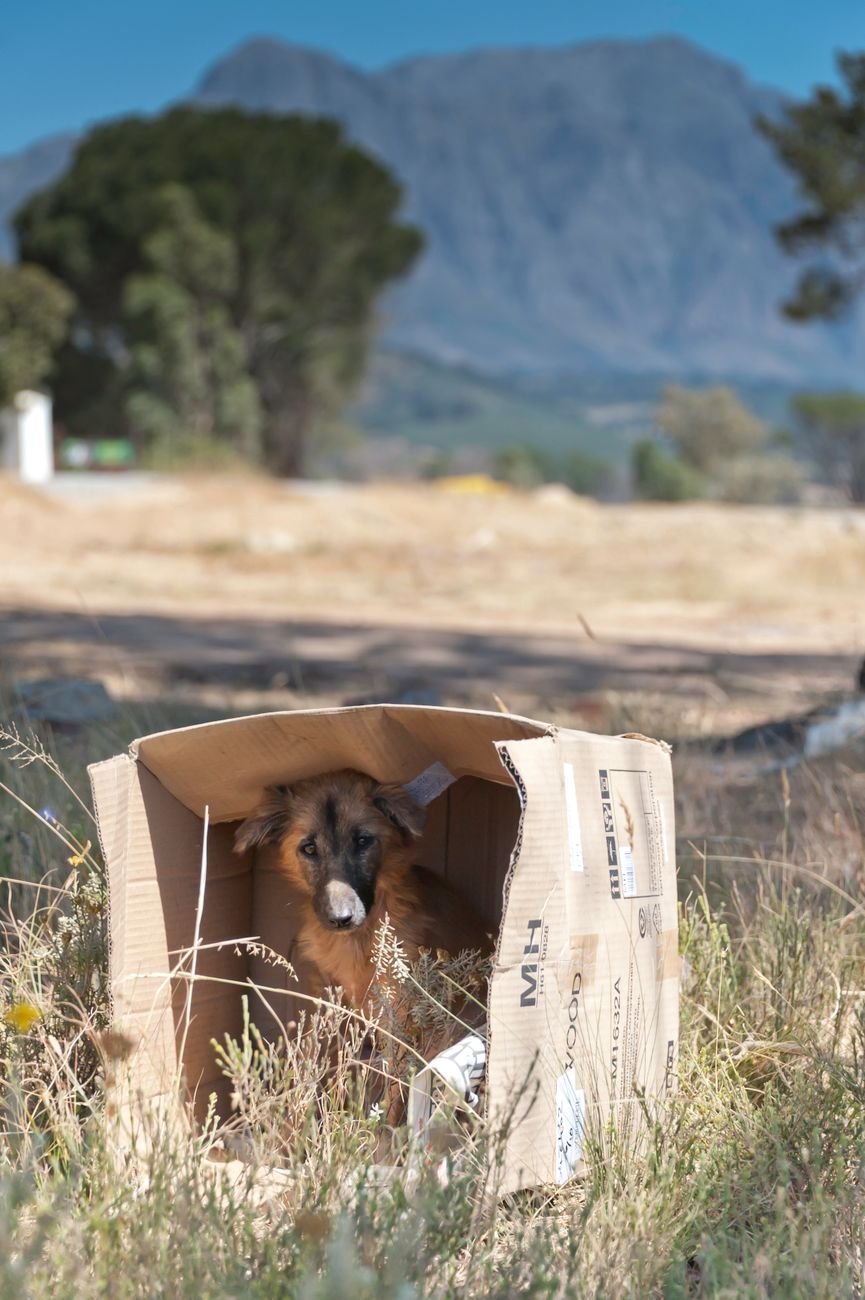 A dog tearing open a cardboard box