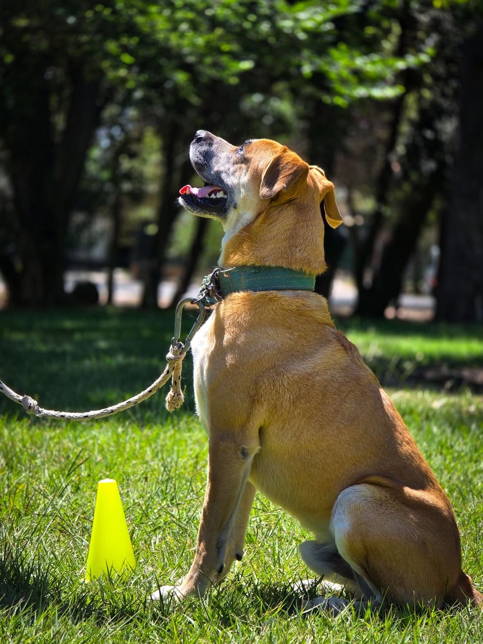 A dog sitting for a training session with its owner