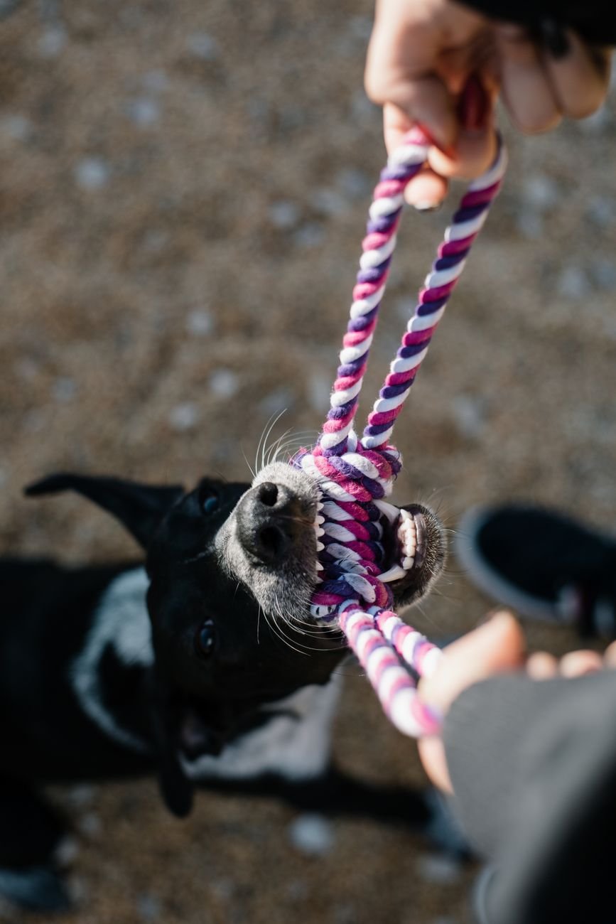 A dog playing tug of war with a rope toy