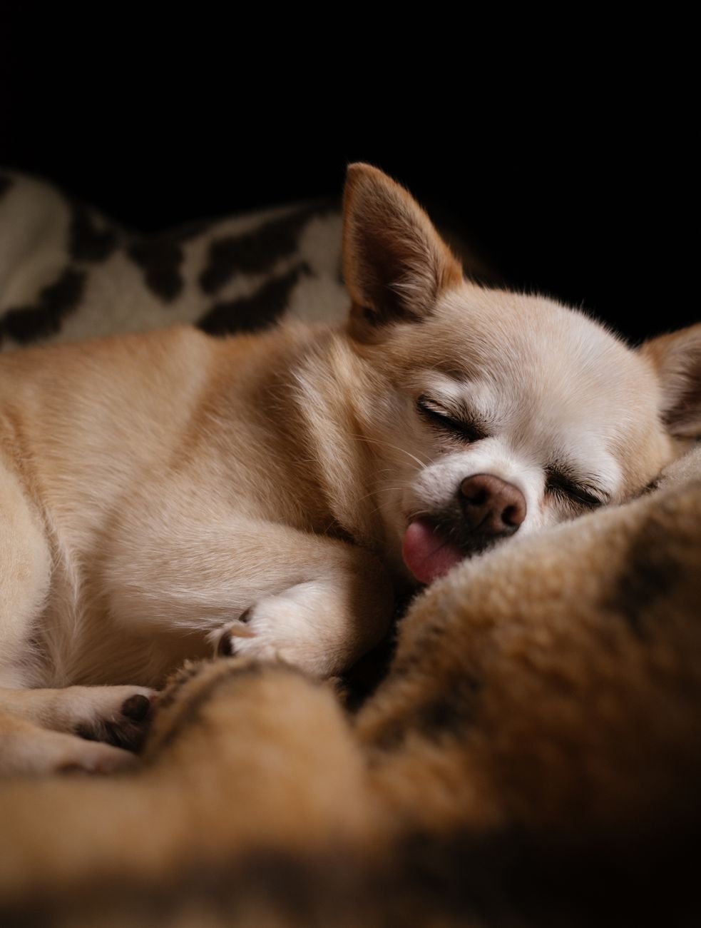 A tired dog sleeping after play