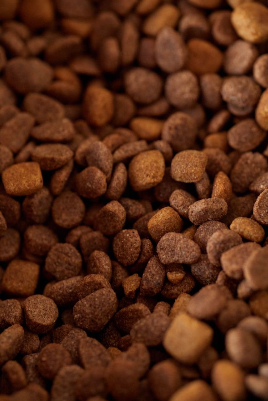 A close-up of dry dog kibble