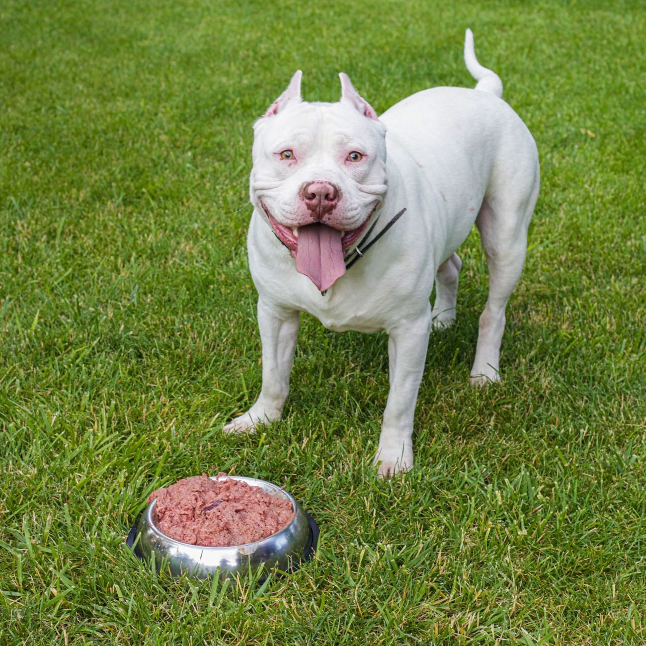 A dog eating from a bowl on the floor