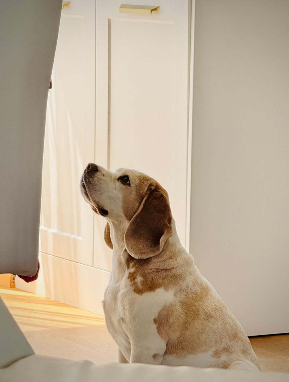 A dog looking up hopefully in the kitchen