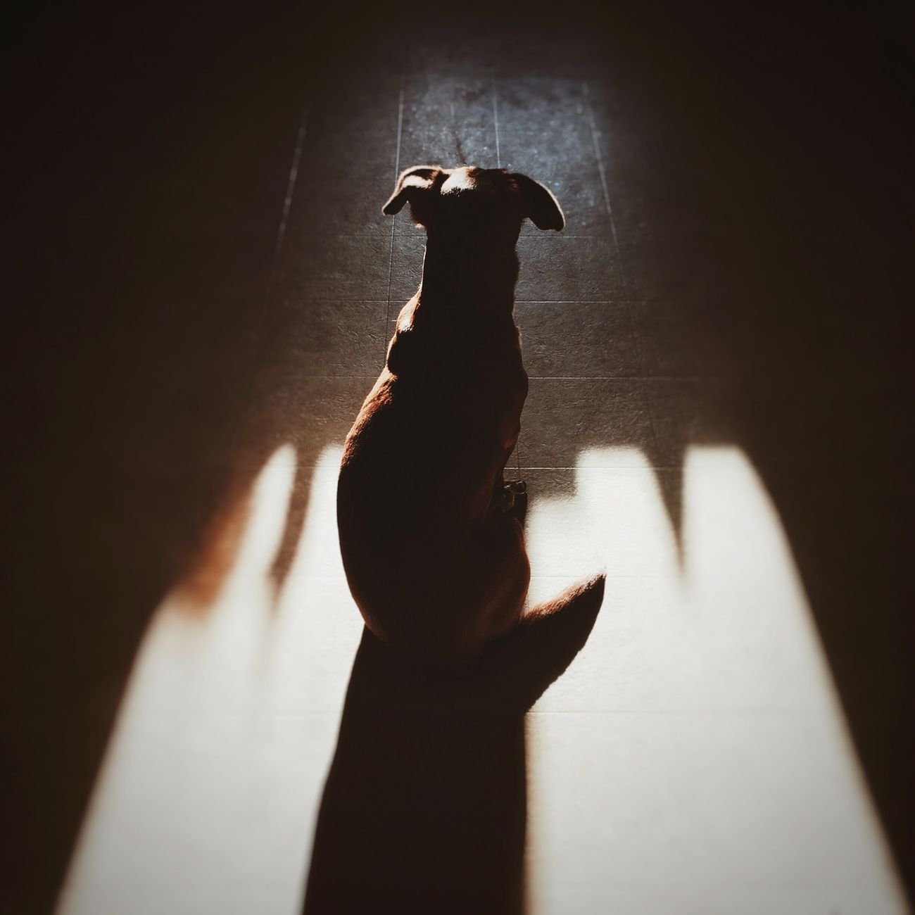 A happy dog sitting and waiting for dinner