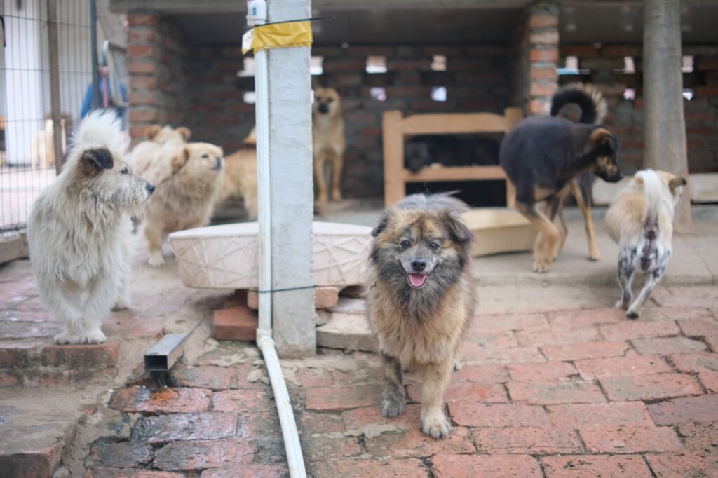 Dog Gotcha Day Ideas to Celebrate Your Rescue