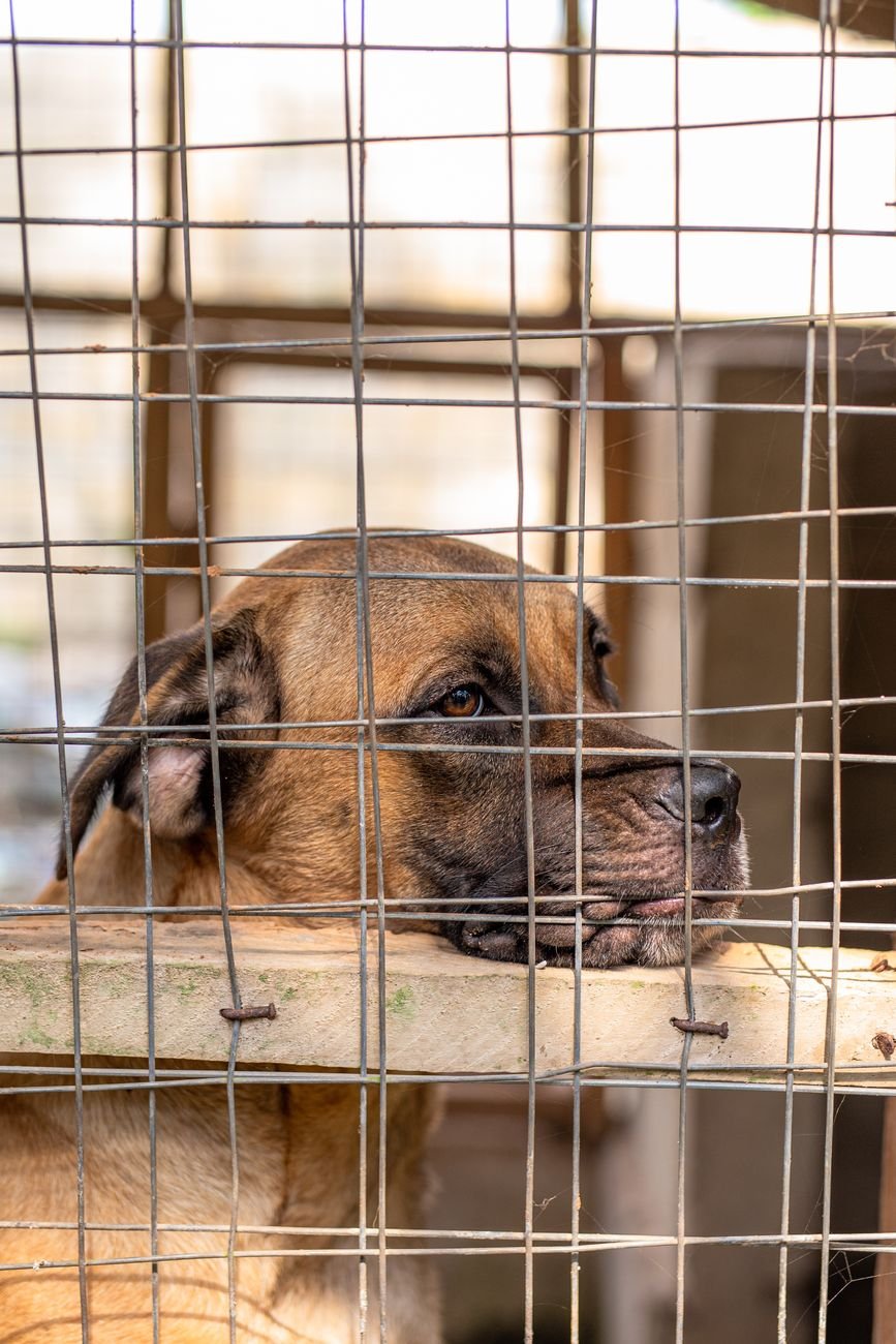A shelter dog looking out from behind a kennel door